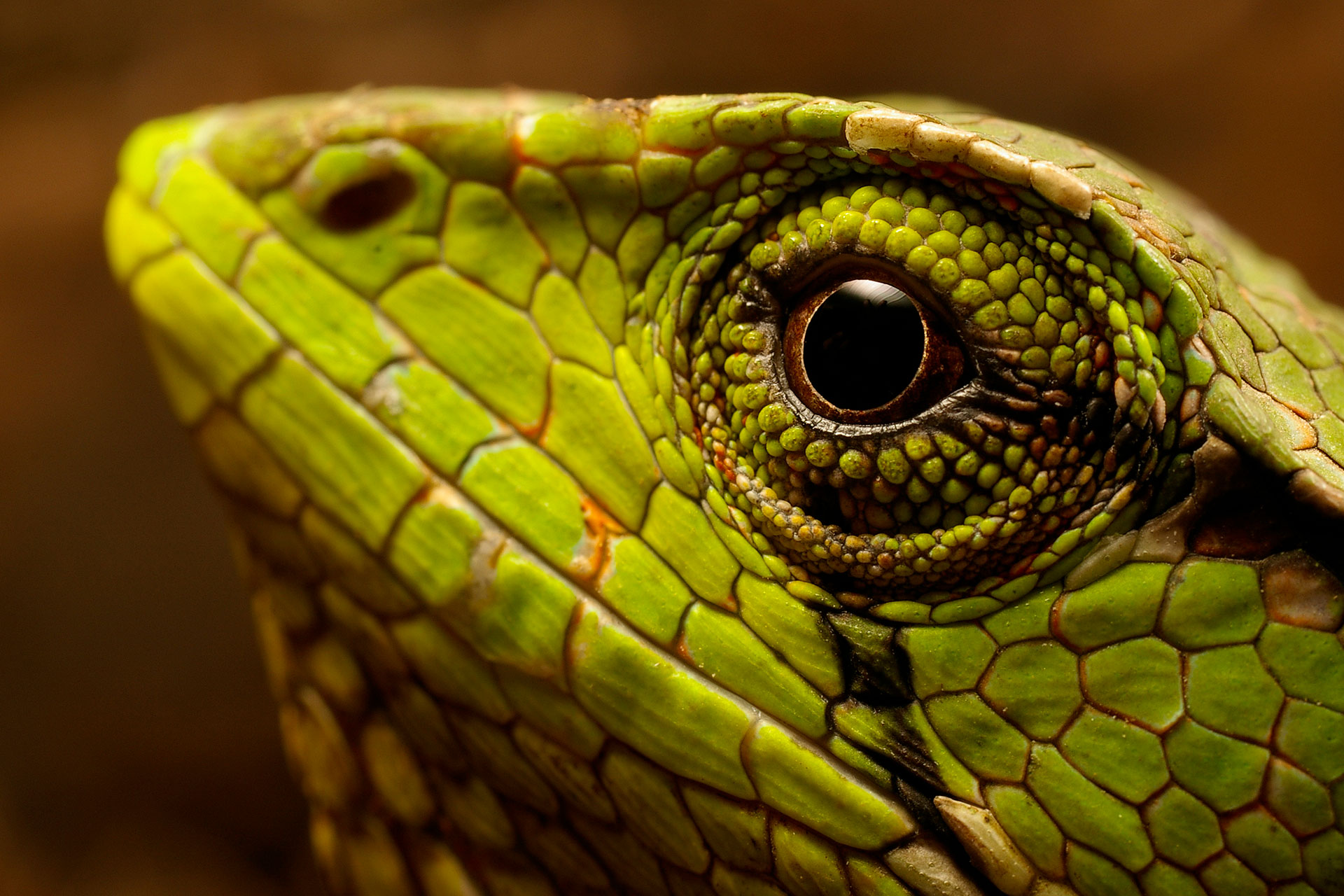 Ecuador Amazonia Yasuni Andes del Norte Costa Central Cuenca Equinoccial Loja - Vilcabamba Volcanes Comunidades Cañar y Loja