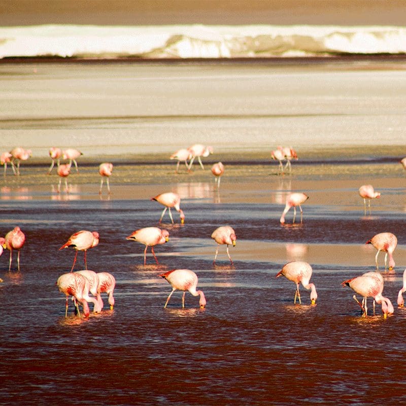 Home Caminos Andinos Bolivia Colombia Ecuador Peru potosi