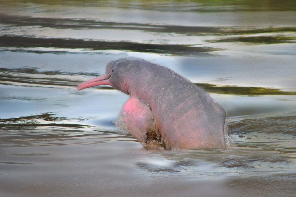 Amazónico y de las Misiones Caminos Andinos Bolivia